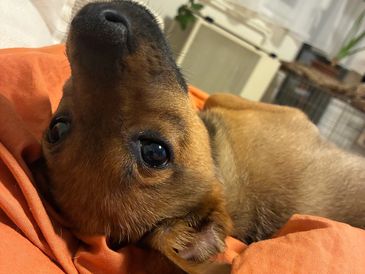 Close-up of a brown dog lying on an orange blanket.