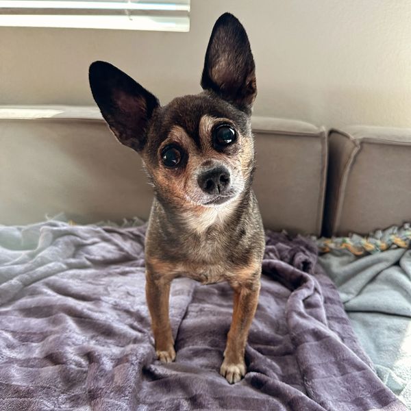 Drop-in pet care is the best for sweet Mychael.