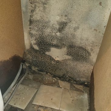 Up-Close Photo of Advanced Black Mold Growth