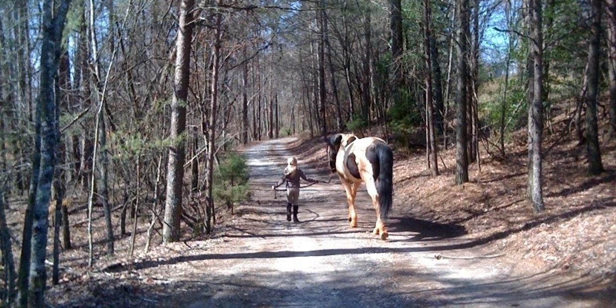 A rider and a horse connecting during a walk down a wooded road. 