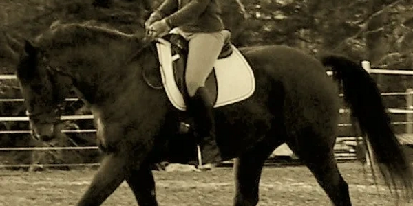 A dressage horse and rider in balance and harmony.