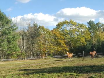 Two horses frolic in their sunny grass pasture.