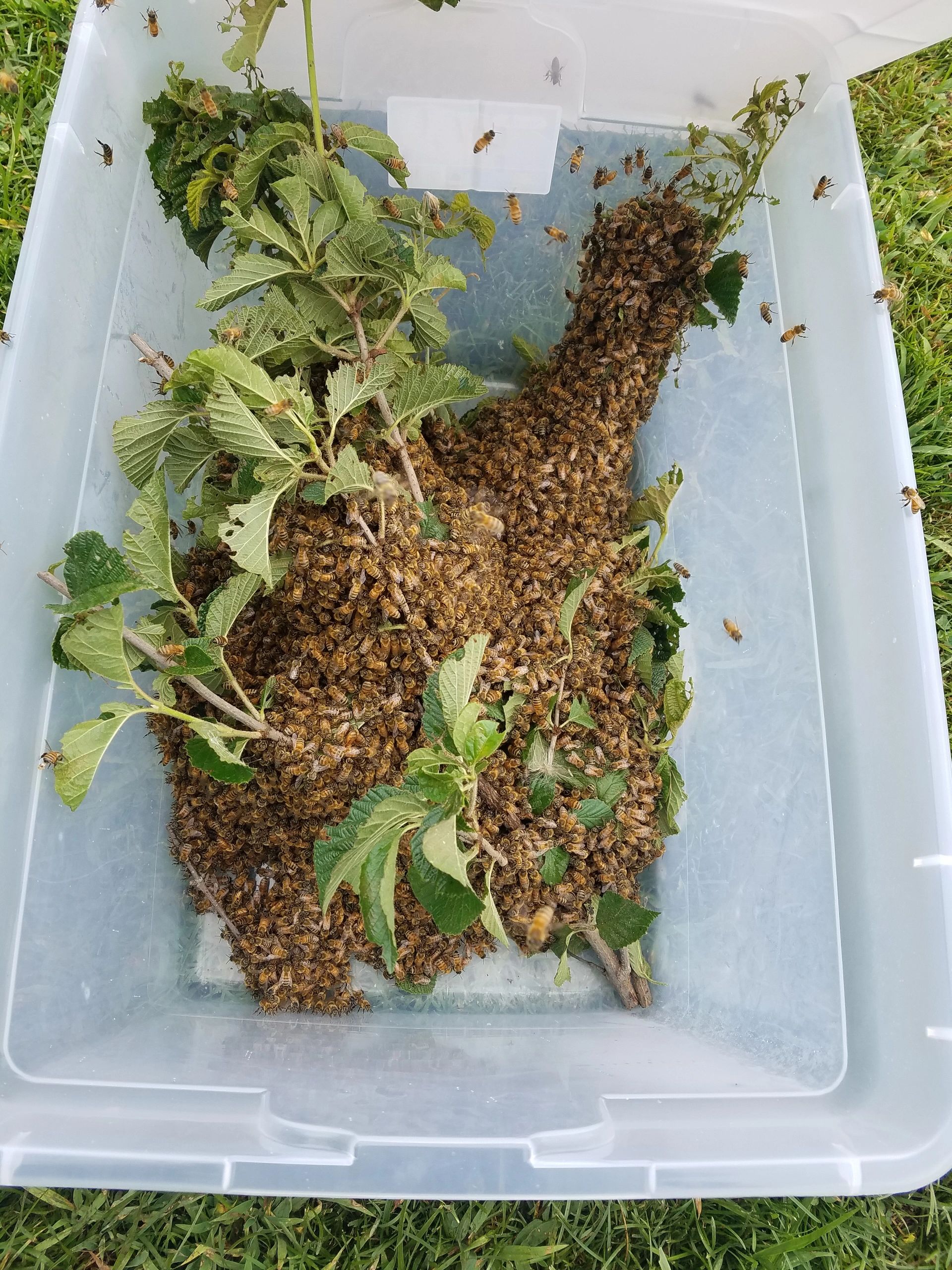 A swarm of bees clustered on leafy branches inside a plastic container.