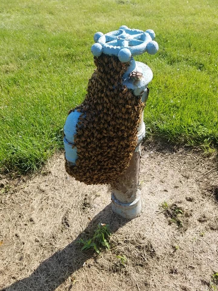 A swarm of bees clustered on a blue water valve outdoors.