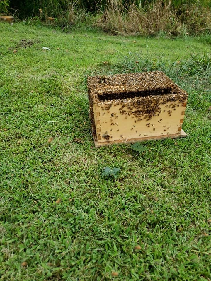 A wooden beehive box covered in bees on grass.