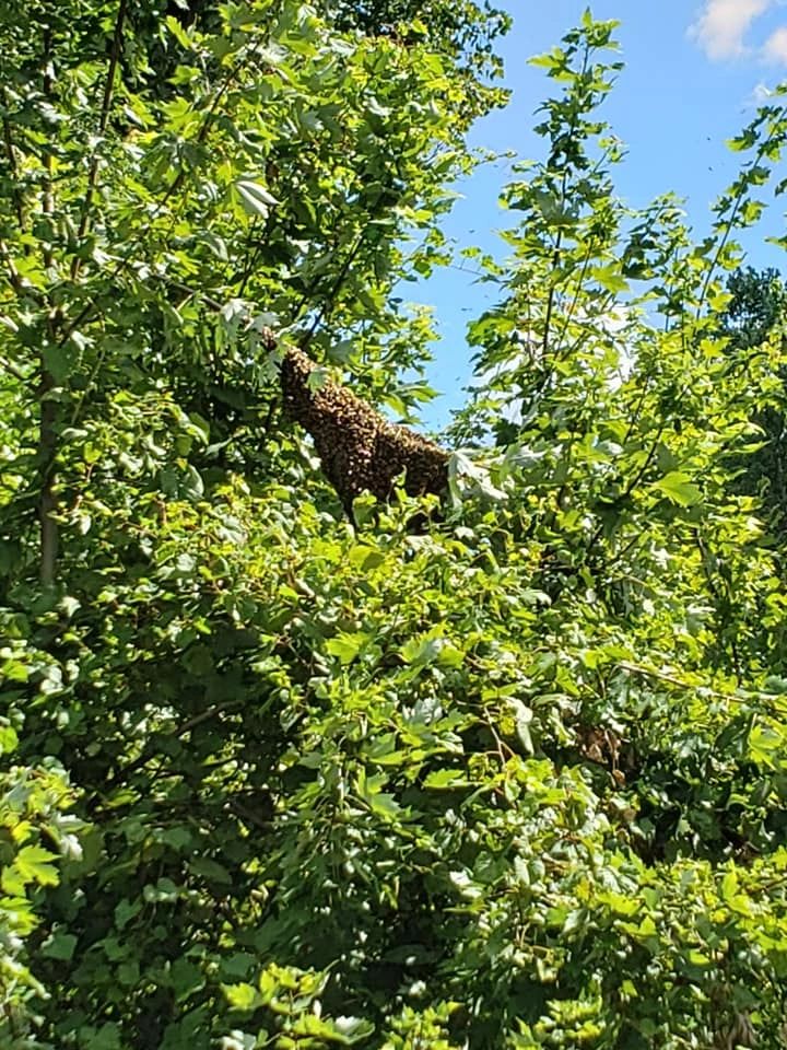 A large swarm of bees clustered on a tree branch in a green leafy area.