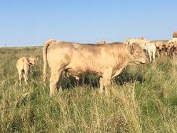 Charolais Bull
Semen for sale
Driscoll Cattle Company