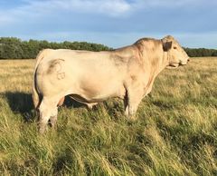 DCC DAKOTA WIND 248 M851734
SEMEN FOR SALE