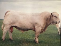 Charolais Bull
Semen for sale
Driscoll Cattle Company