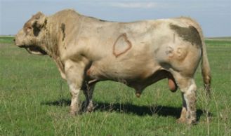 Charolais Bull
Semen for sale
Driscoll Cattle Company