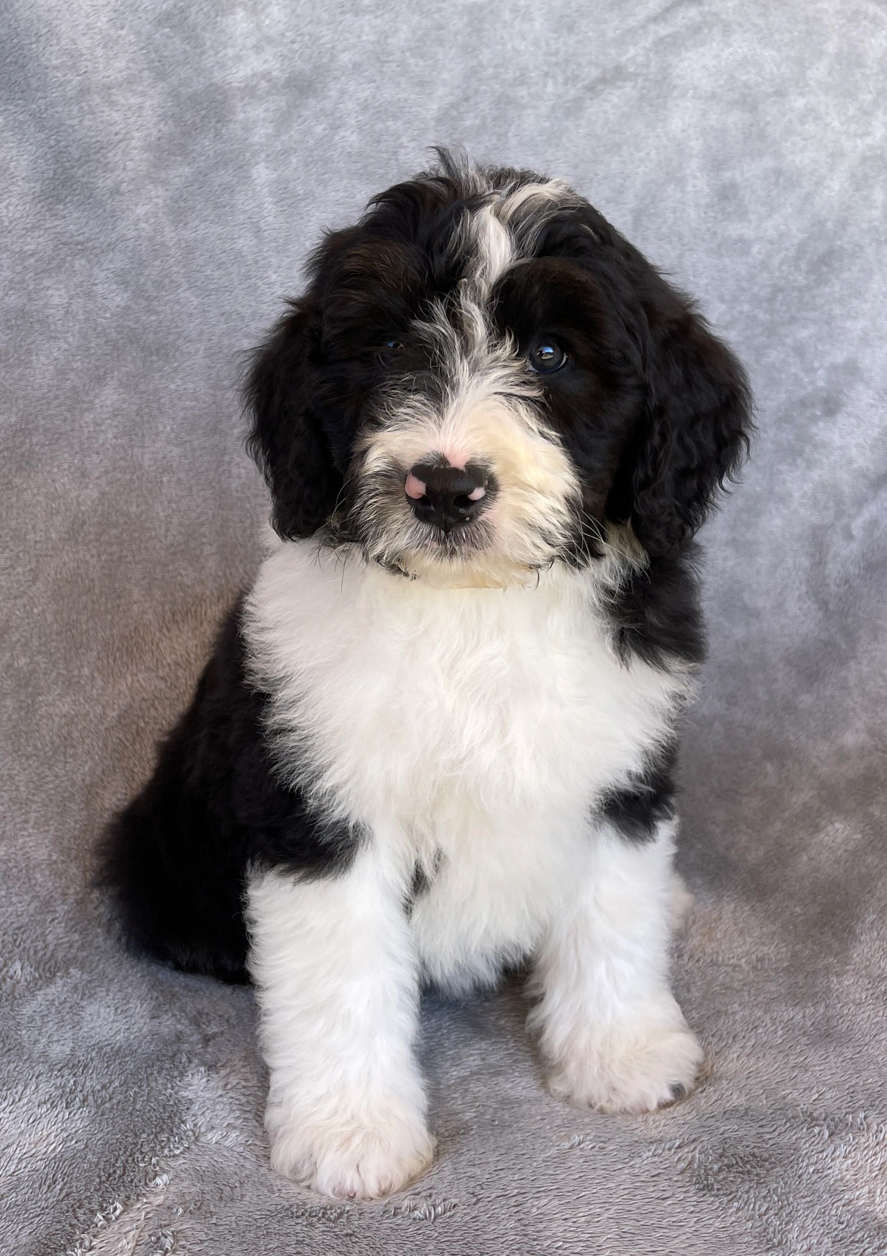 Puppy #1