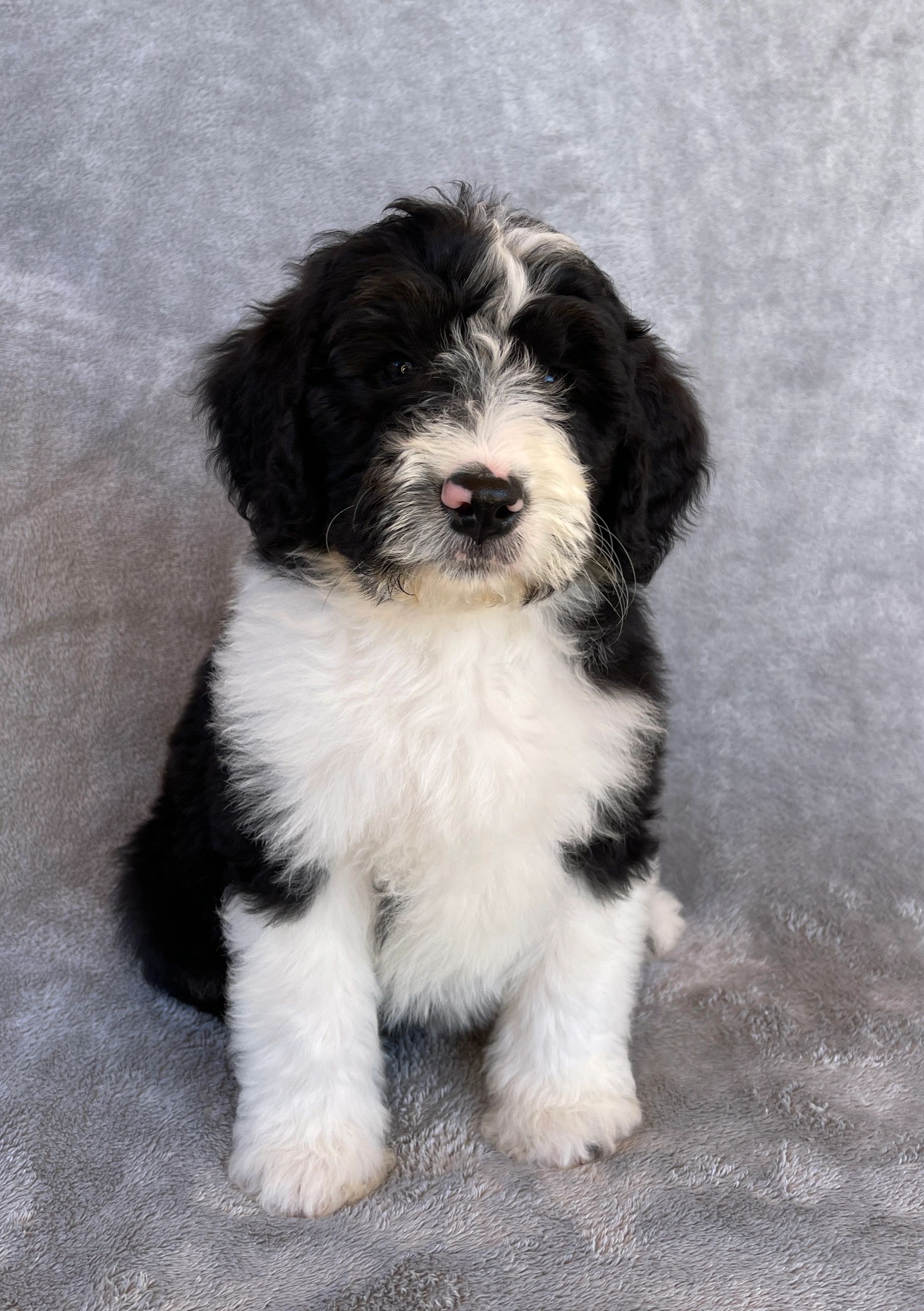 Puppy #1 Puppy #1