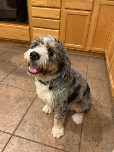 Happy fluffy dog sitting on tiled kitchen floor.