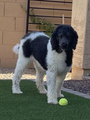 Black and white poodle with a tennis ball.