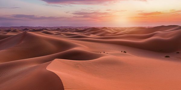 Local knowledge UAE desert in Abu Dhabi