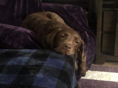 Chilled out dog on sofa