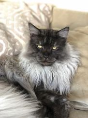 MAINE CATS FOR SALE- FROM ATTY KATS- TAMPA - Maine Coon Kittens, European Maine Coon Kittens, Maine Coon Kittens