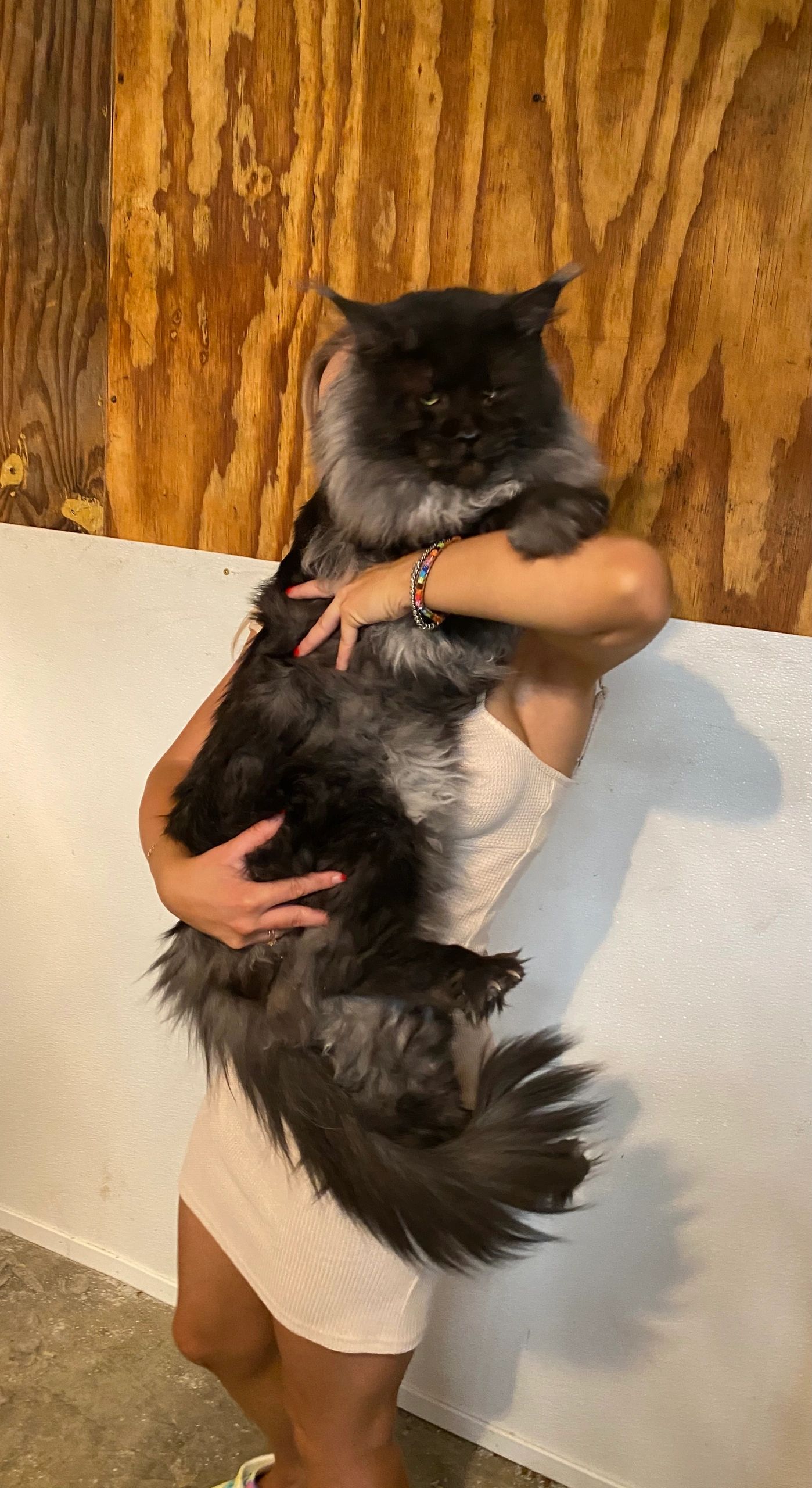 MAINE COON CATS FOR SALE- FROM ATTY KATS- TAMPA - Maine Coon