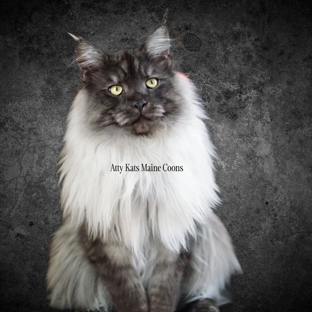 THOR- Voted Number 1 Most Beautiful BLACK SMOKE Maine Coon on the Internet!!!