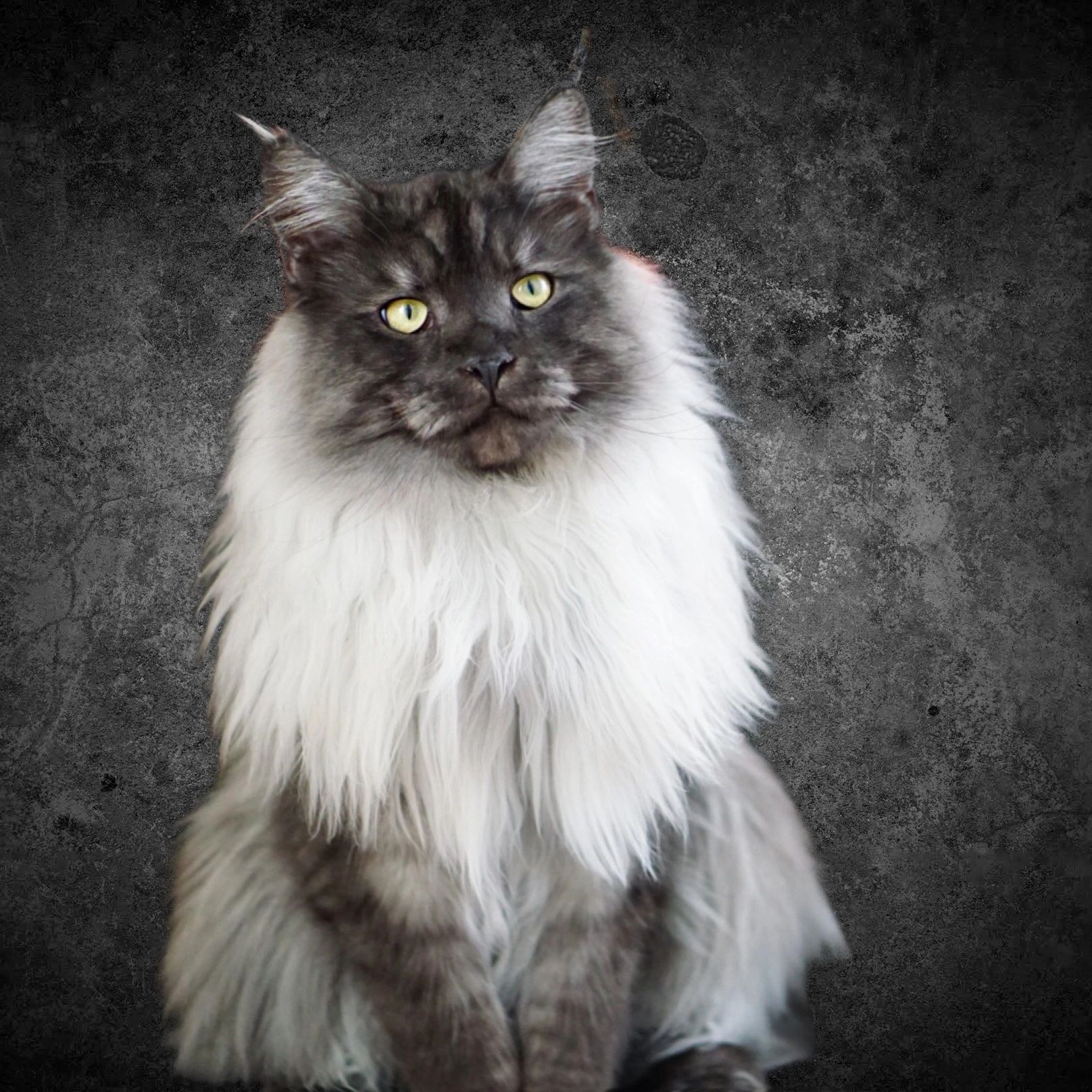 MAINE COON CATS FOR SALE FROM ATTY KATS TAMPA Maine Coon Kittens, European Maine Coon