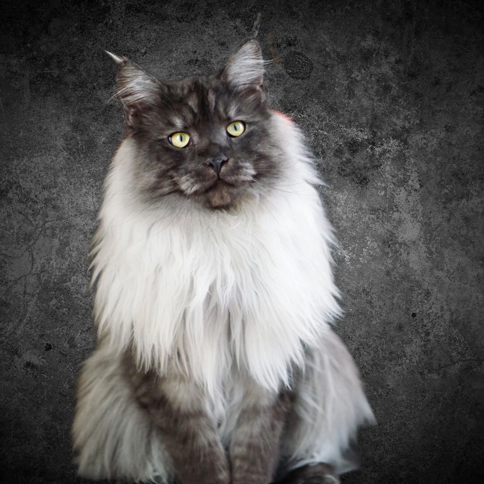 MAINE COON CATS FOR SALE- FROM ATTY KATS- TAMPA - Maine Coon Kittens,  European Maine Coon Kittens, Maine Coon Kittens