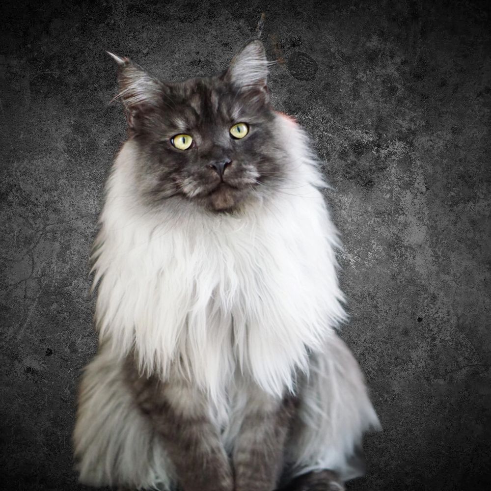 THOR- Voted Number 1 Most Beautiful BLACK SMOKE Maine Coon on the Internet!!!