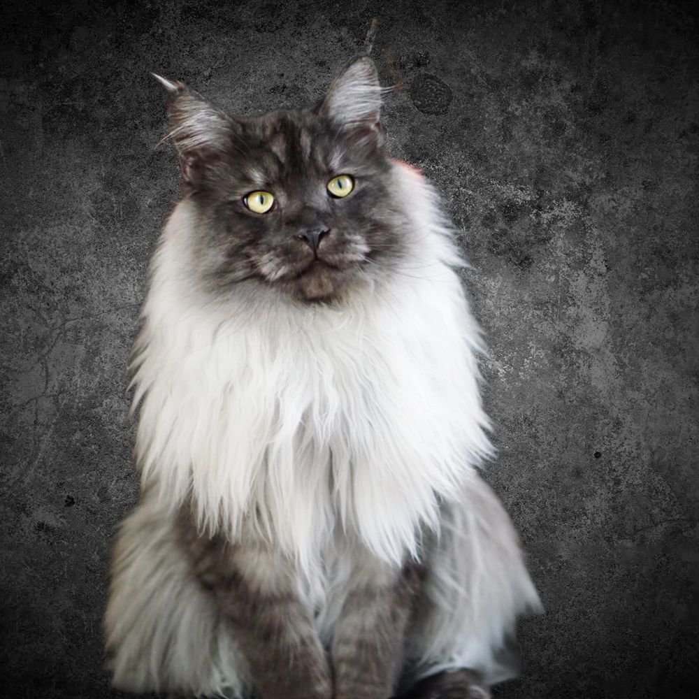 Where To Buy Maine Coon Cats