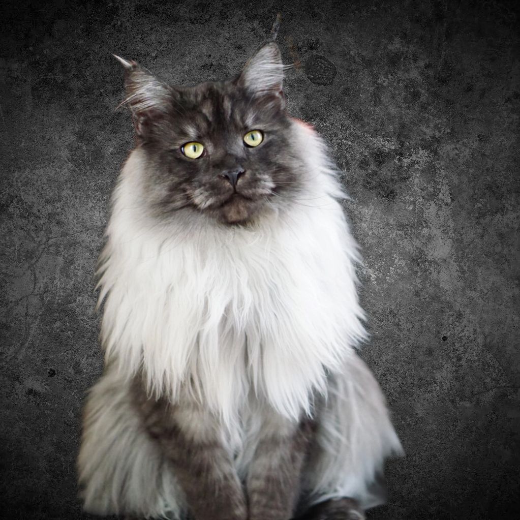 Maine Coon