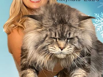 MAINE COON CATS FOR SALE- FROM ATTY KATS- TAMPA - Maine Coon Kittens ...