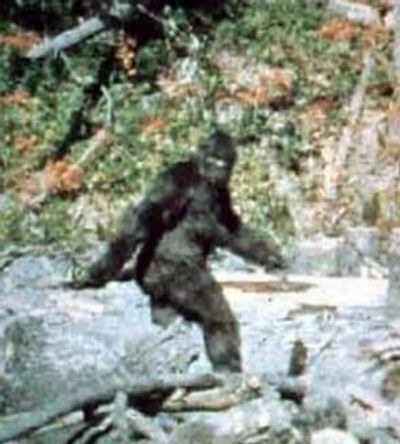 If Bigfoot is real where does it come from and where does it go?