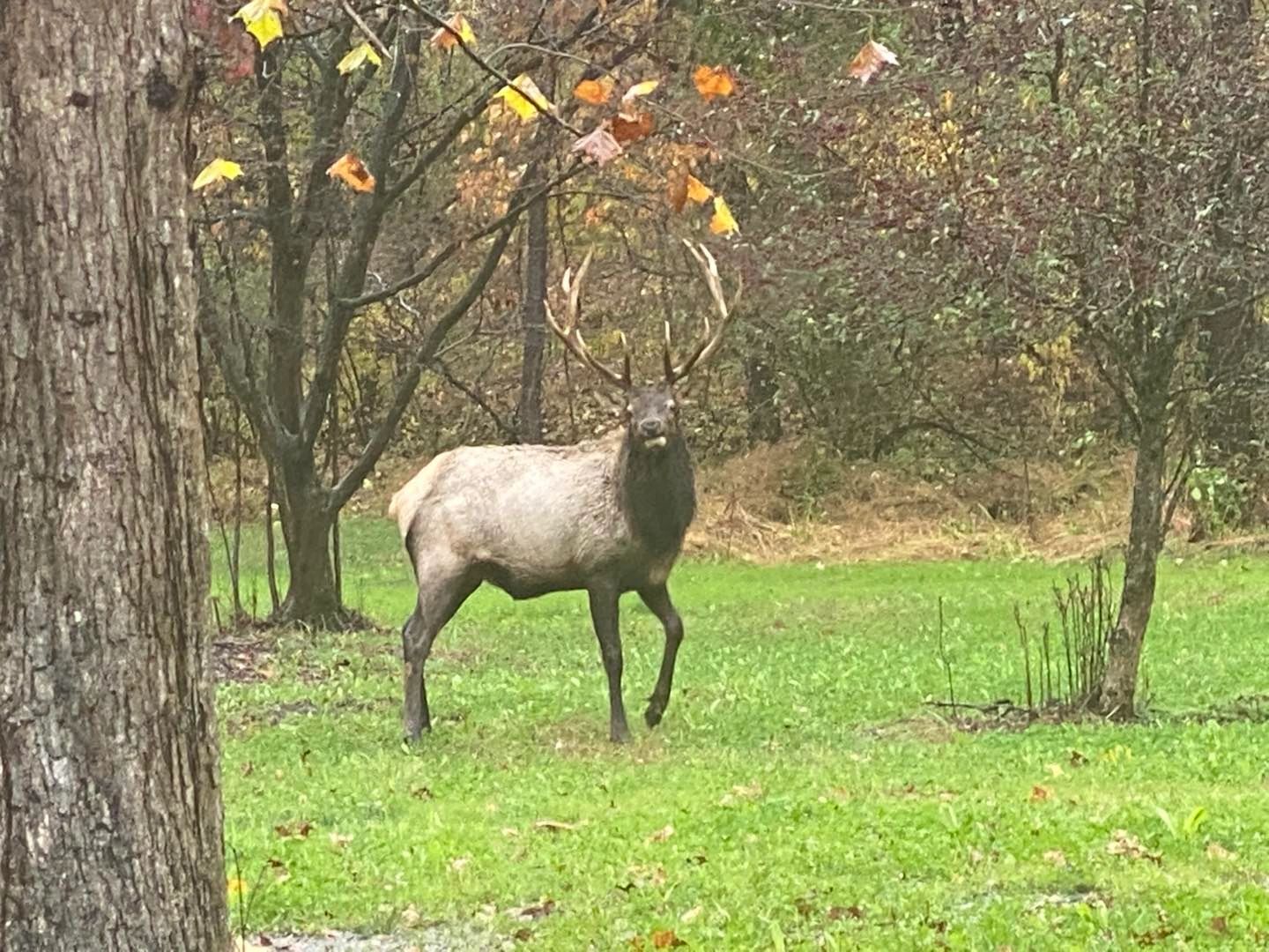 Local Wildlife at Elk Country Campground