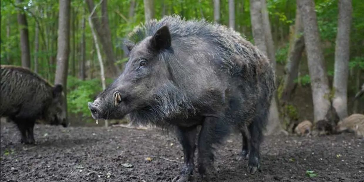 A wild boar standing in a forest clearing with other boars in the background.
