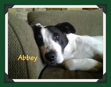 4 Paws & 4 Hoofs Pet Sitting