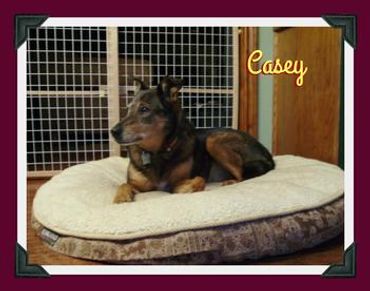 4 Paws & 4 Hoofs Pet Sitting