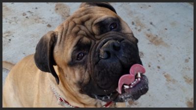 4 Paws & 4 Hoofs Pet Sitting