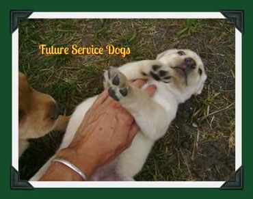 4 Paws & 4 Hoofs Pet Sitting