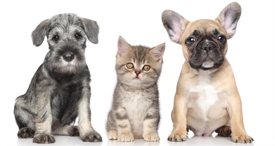 4 Paws & 4 Hoofs Pet Sitting