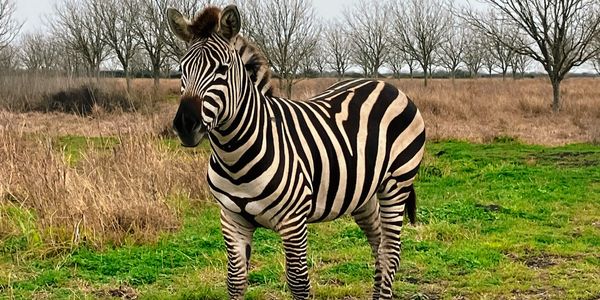 Keep Bloomington Beautiful Zebra Sanctuary
