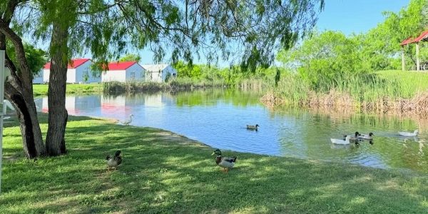 Bloomington Duck Pond
