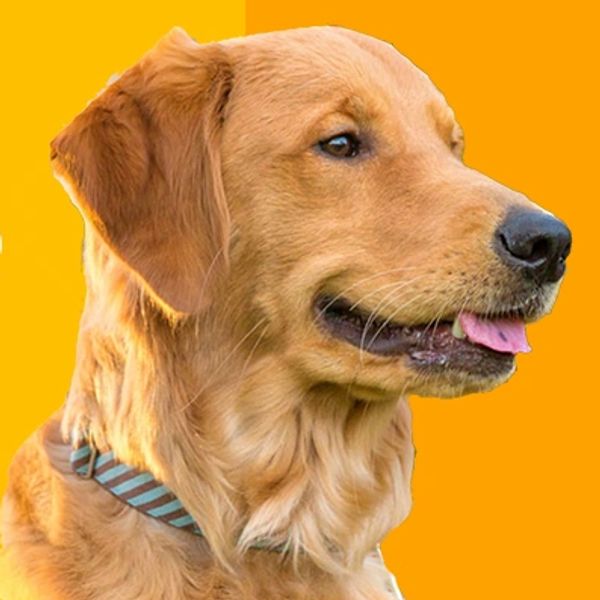 Golden Lab Dog
