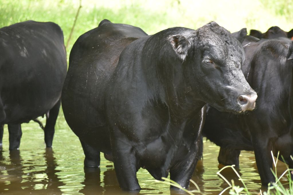 Foundation, Angus Bull.