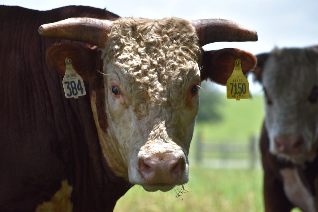 Churchill, Hereford Bull.