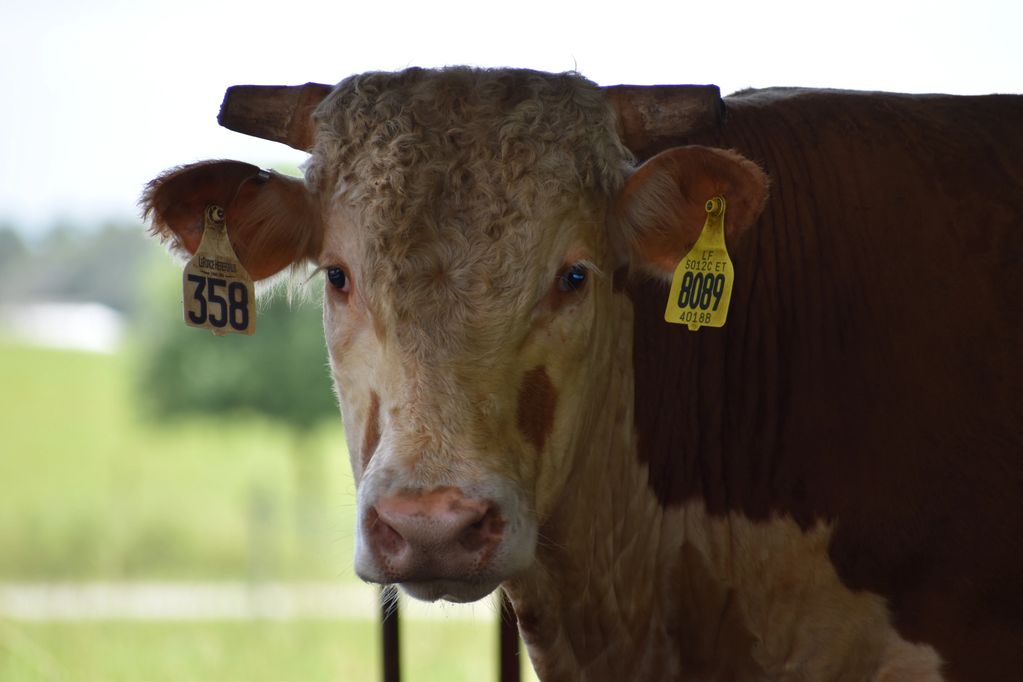 Advance, Hereford Bull.