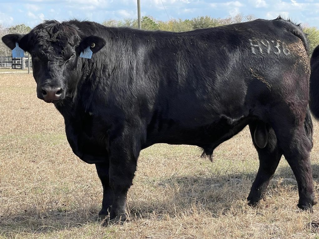 Payweight, Angus Bull.