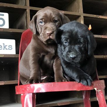 Whelping And Puppy Servic Best Retrievers Inc
