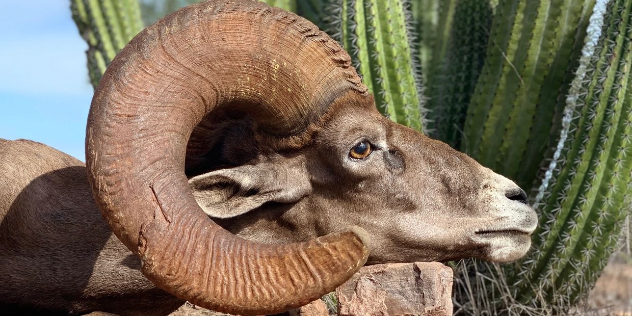 Hunt Desert Bighorn Sheep in Sonora, Mexico. Complete your Sheep Slam with Sonora Outfitters 