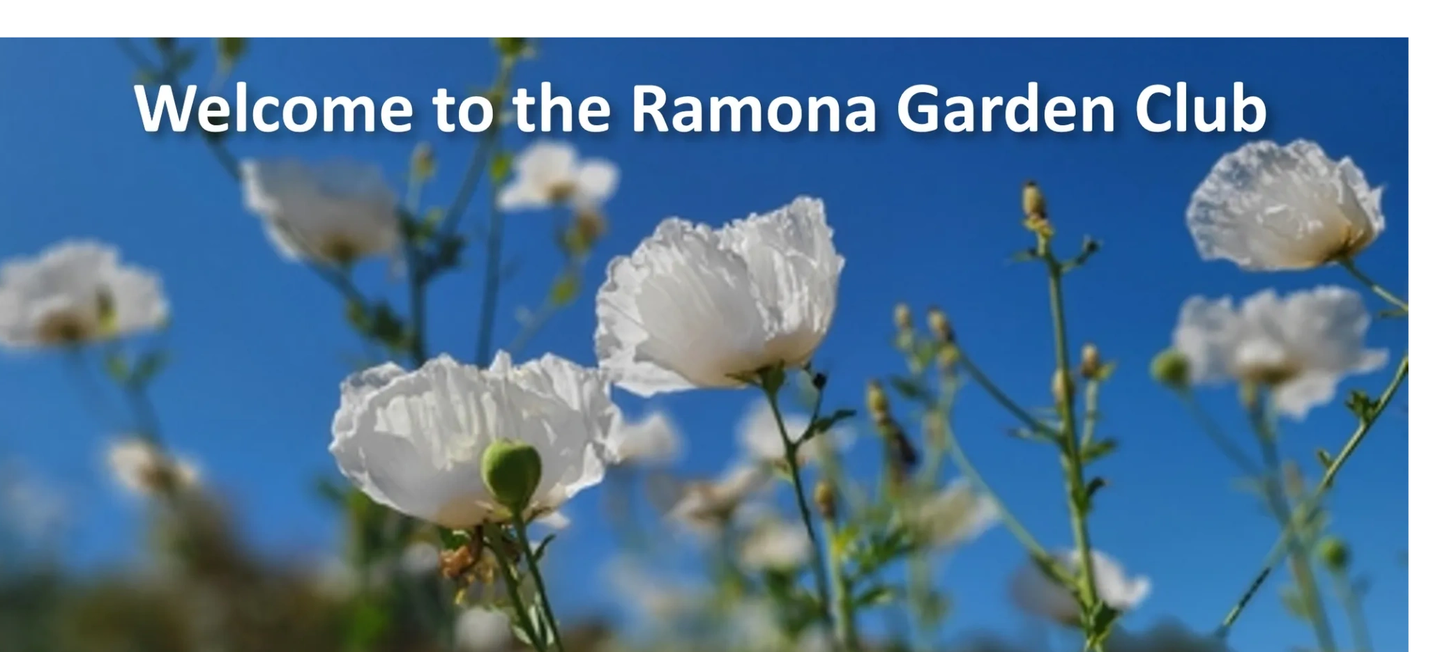 Matilija Poppies with blue sky behind