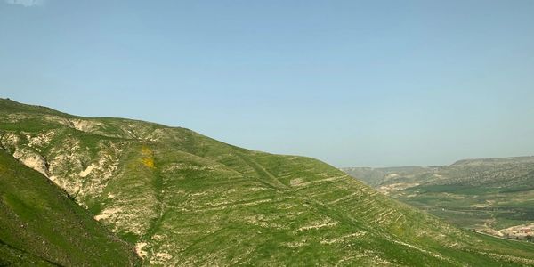 A large green hillside in the Judean wilderness showing paths that Shepherd's lead their sheep