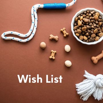 dog toys help rescues dog St Johns