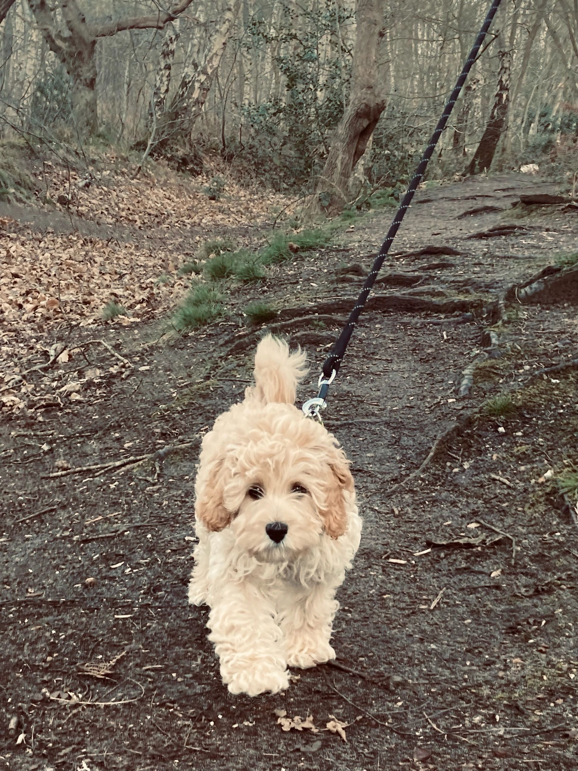 Reputable cavapoo breeders sales near me